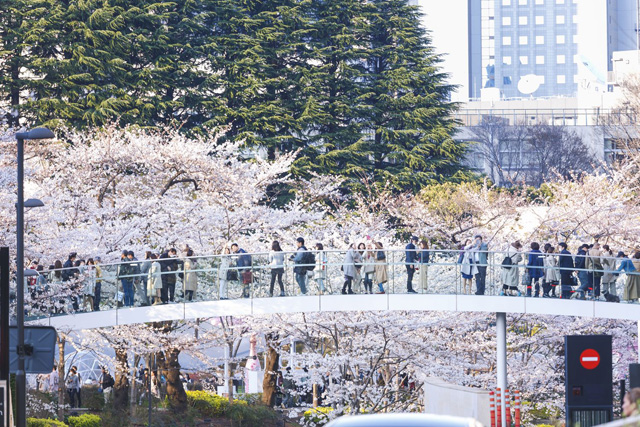 桜を都会的に楽しむ東京ミッドタウン Midtown Blossom 19 開催 インテリア情報サイト