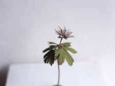 IDÉE TOKYO モリソン小林 作品展"small plants"を開催
