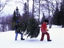 本物のモミの木や限定フードメニューなどが登場～イケアのクリスマスを楽しもう！