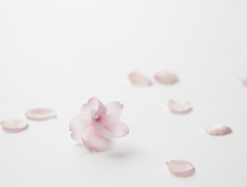 【アッシュコンセプト】+d『カゼグルマ 桜』 “春のかぜ”を飾るマグネット