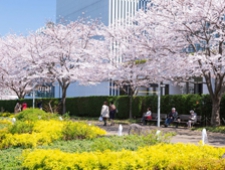 桜ライトアップやフラワーアートで春を祝う「MIDTOWN BLOSSOM 2020」開催