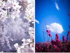 【東京都庭園美術館】 蜷川実花「瞬く光の庭」開催
